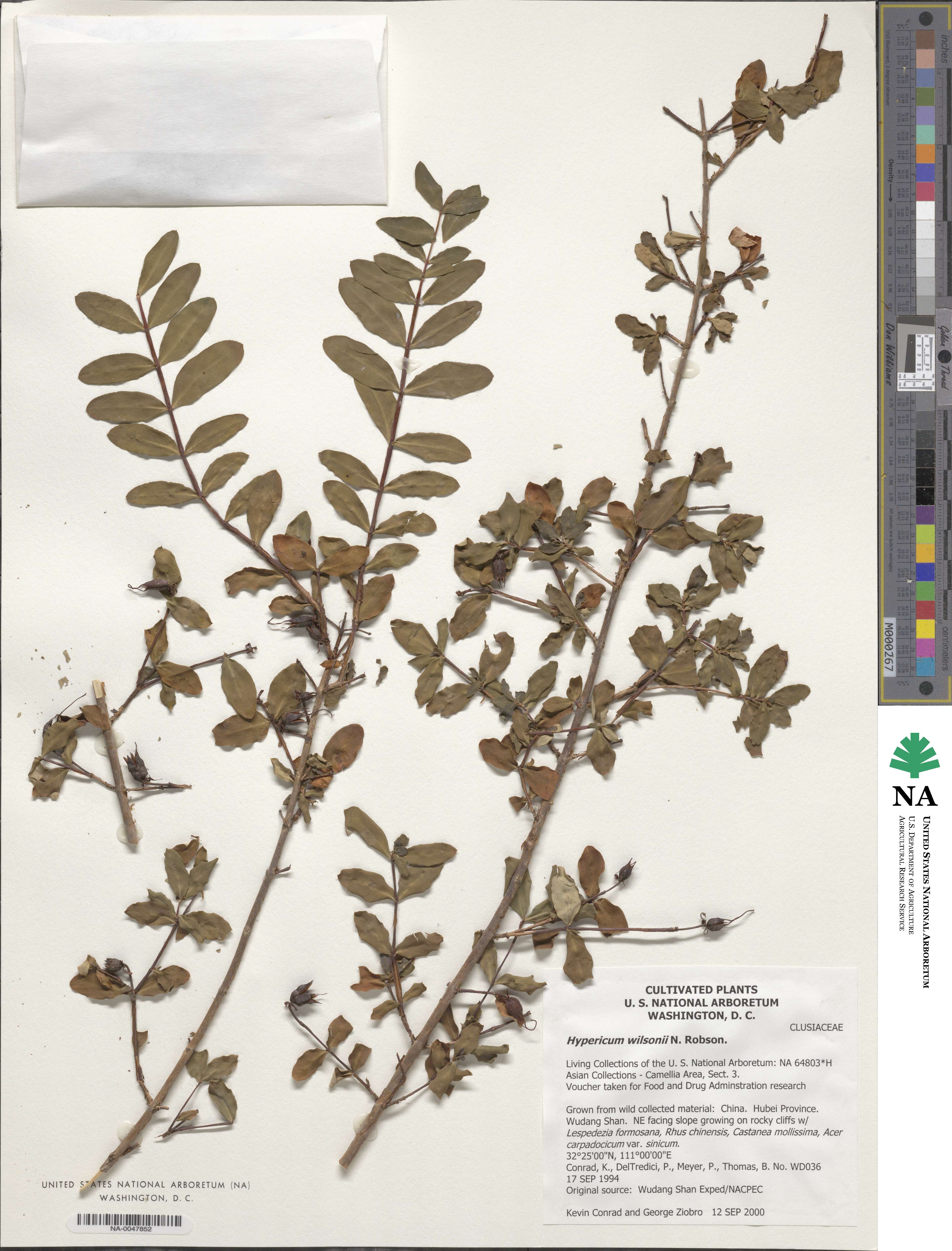 Hypericum wilsonii image