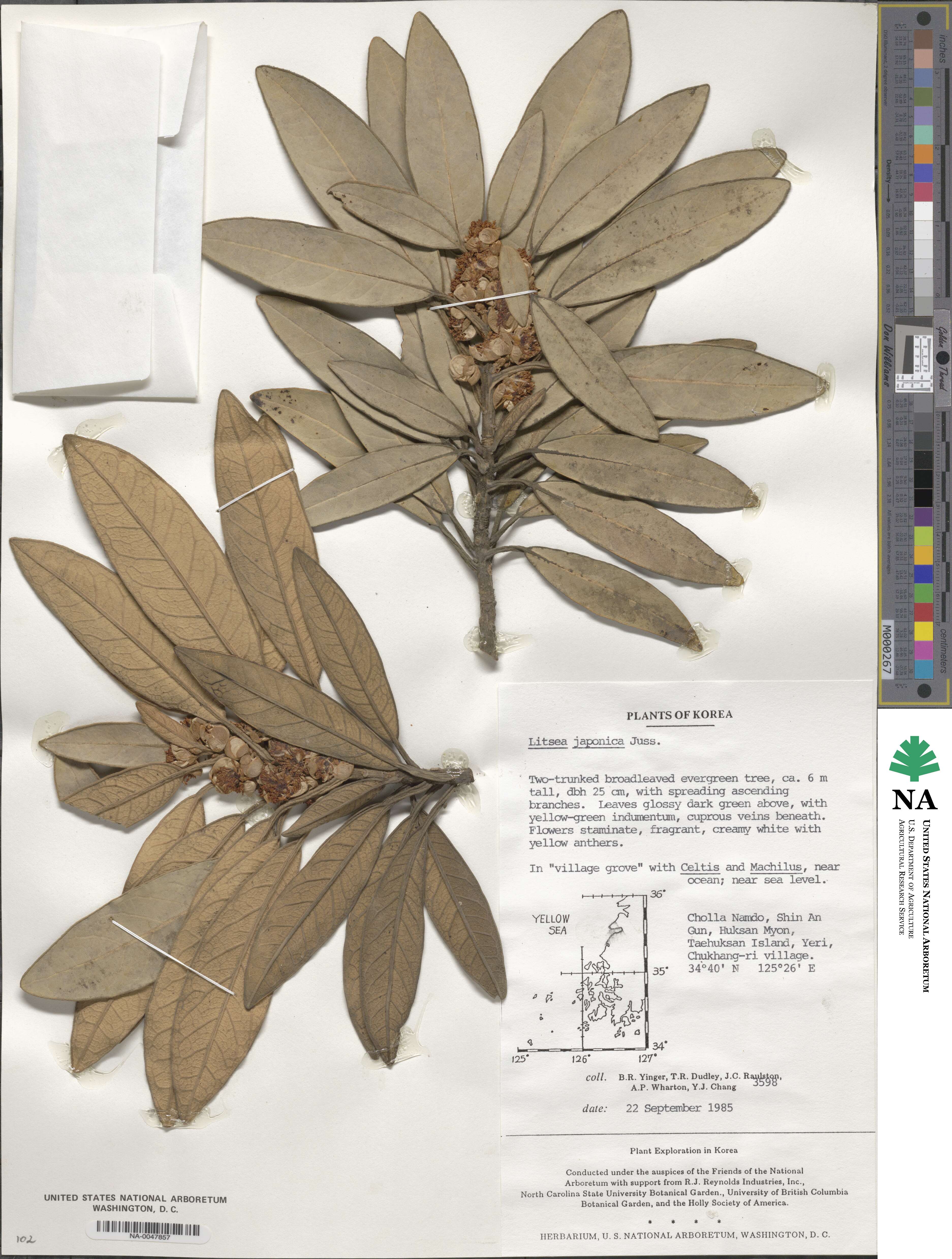 Litsea japonica image