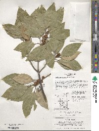 Litsea sericea image