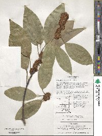 Litsea sericea image