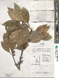 Litsea sericea image