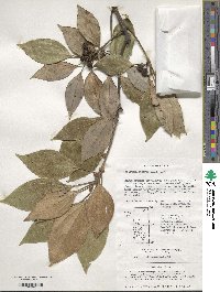 Litsea sericea image