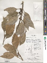 Litsea sericea image