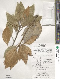 Litsea sericea image