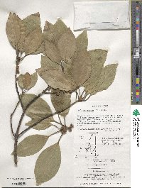 Litsea sericea image