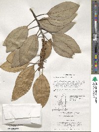 Litsea sericea image