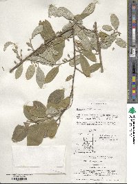 Elaeagnus multiflora image