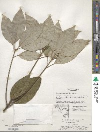 Litsea sericea image