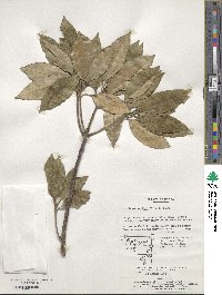 Litsea sericea image