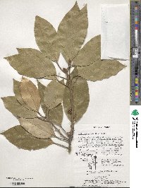 Litsea sericea image