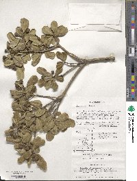 Pittosporum tobira image