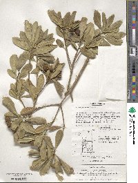 Pittosporum tobira image