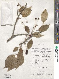 Malus baccata image