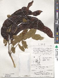 Gleditsia japonica var. japonica image