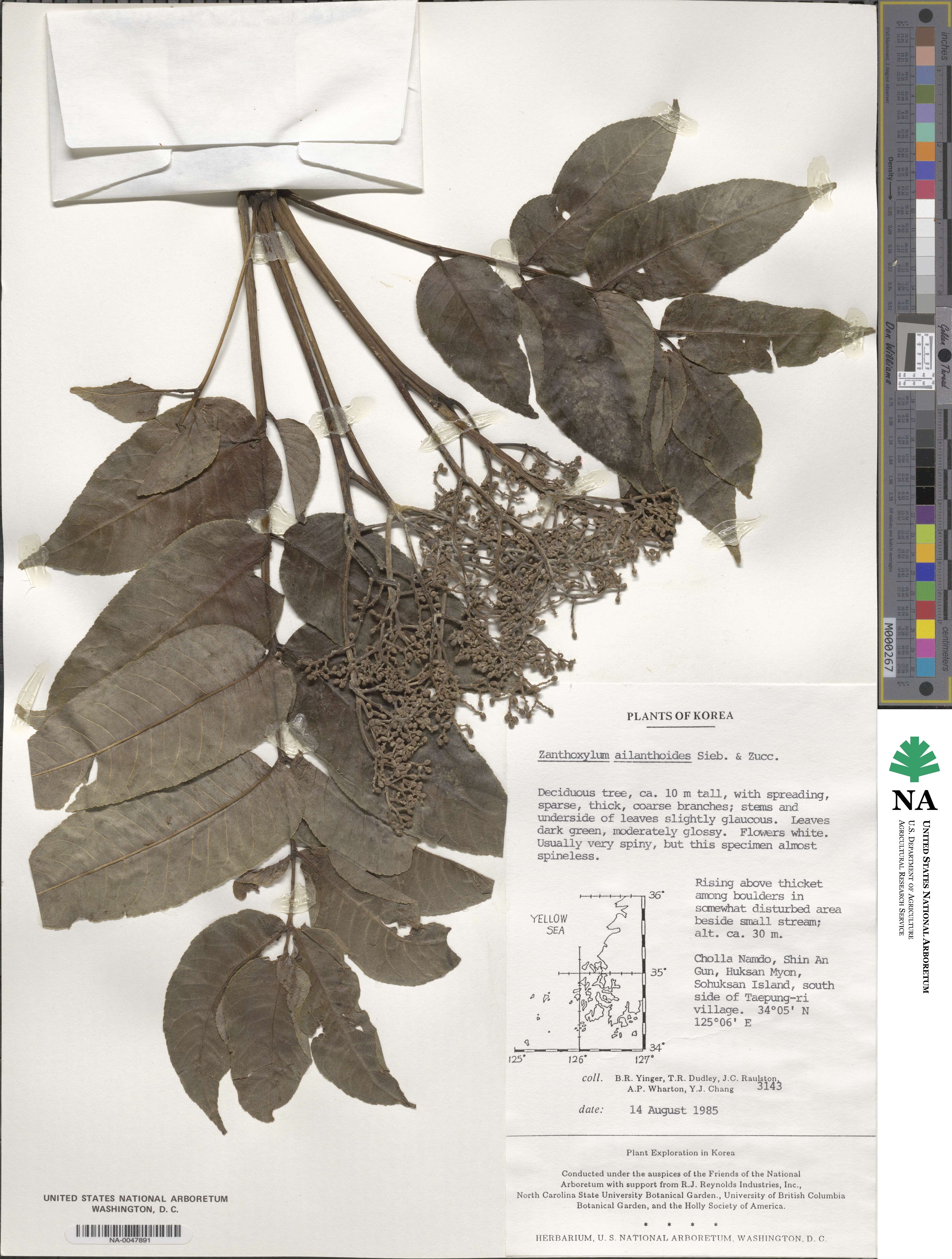 Zanthoxylum ailanthoides image