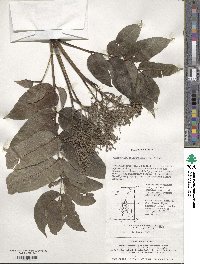 Zanthoxylum ailanthoides image