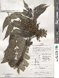 Zanthoxylum ailanthoides image