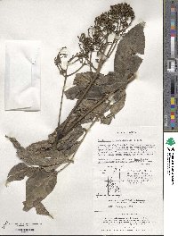 Zanthoxylum ailanthoides image