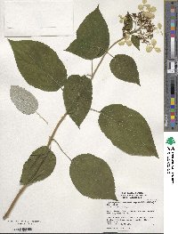 Hydrangea radiata image