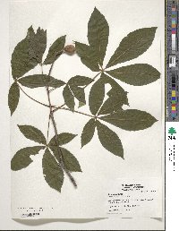 Aesculus pavia image