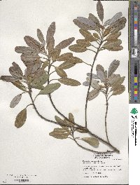 Magnolia virginiana image