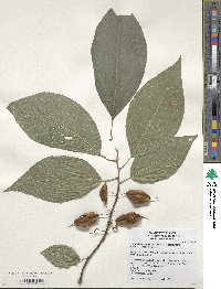 Halesia tetraptera image