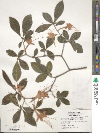 Rhododendron prunifolium image