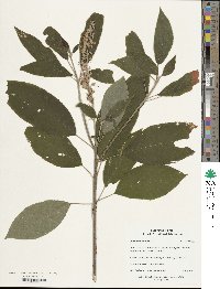 Image of Clethra tomentosa