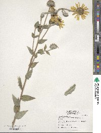 Image of Helianthus mollis