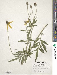 Ratibida pinnata image