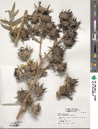 Silphium laciniatum image