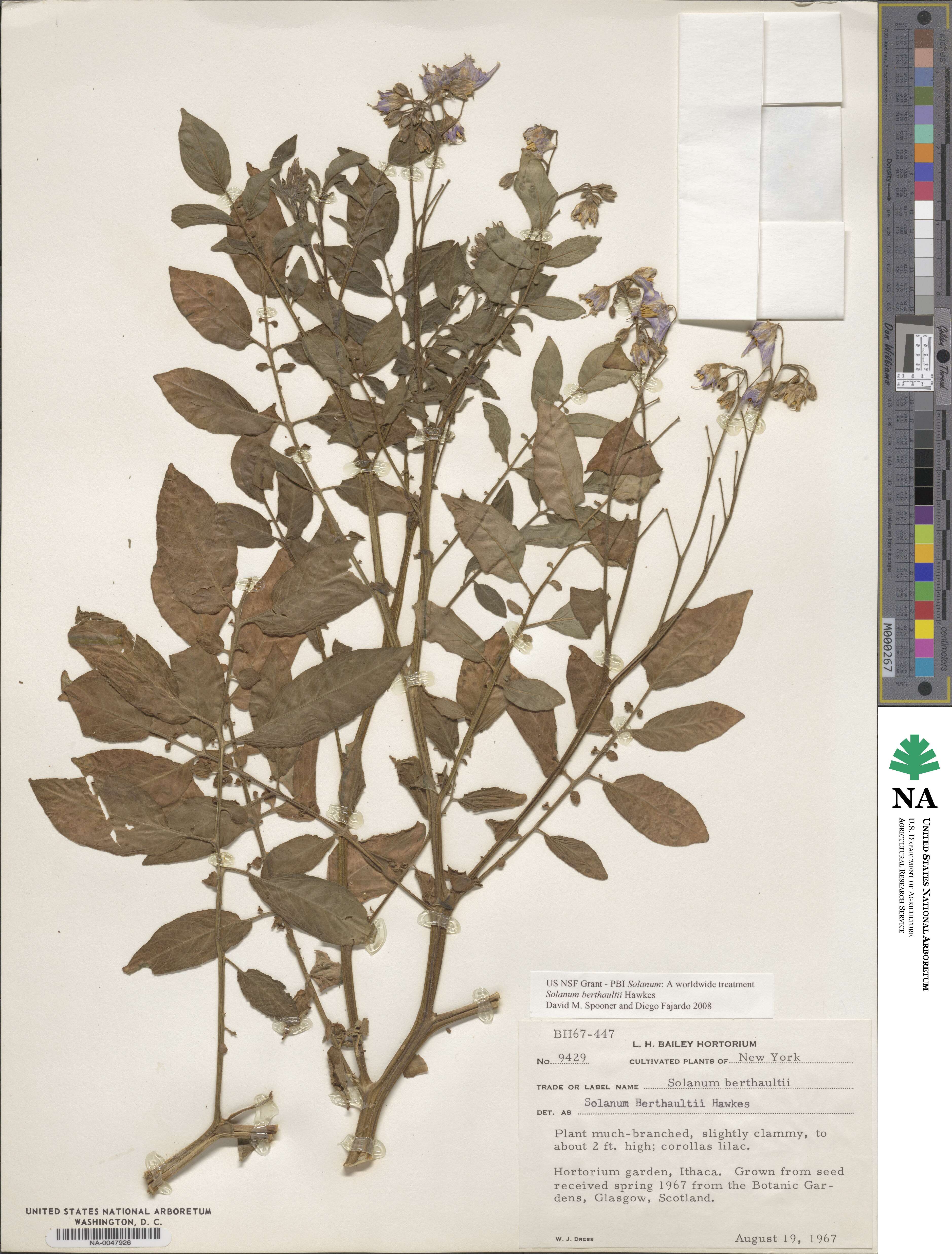 Solanum berthaultii image