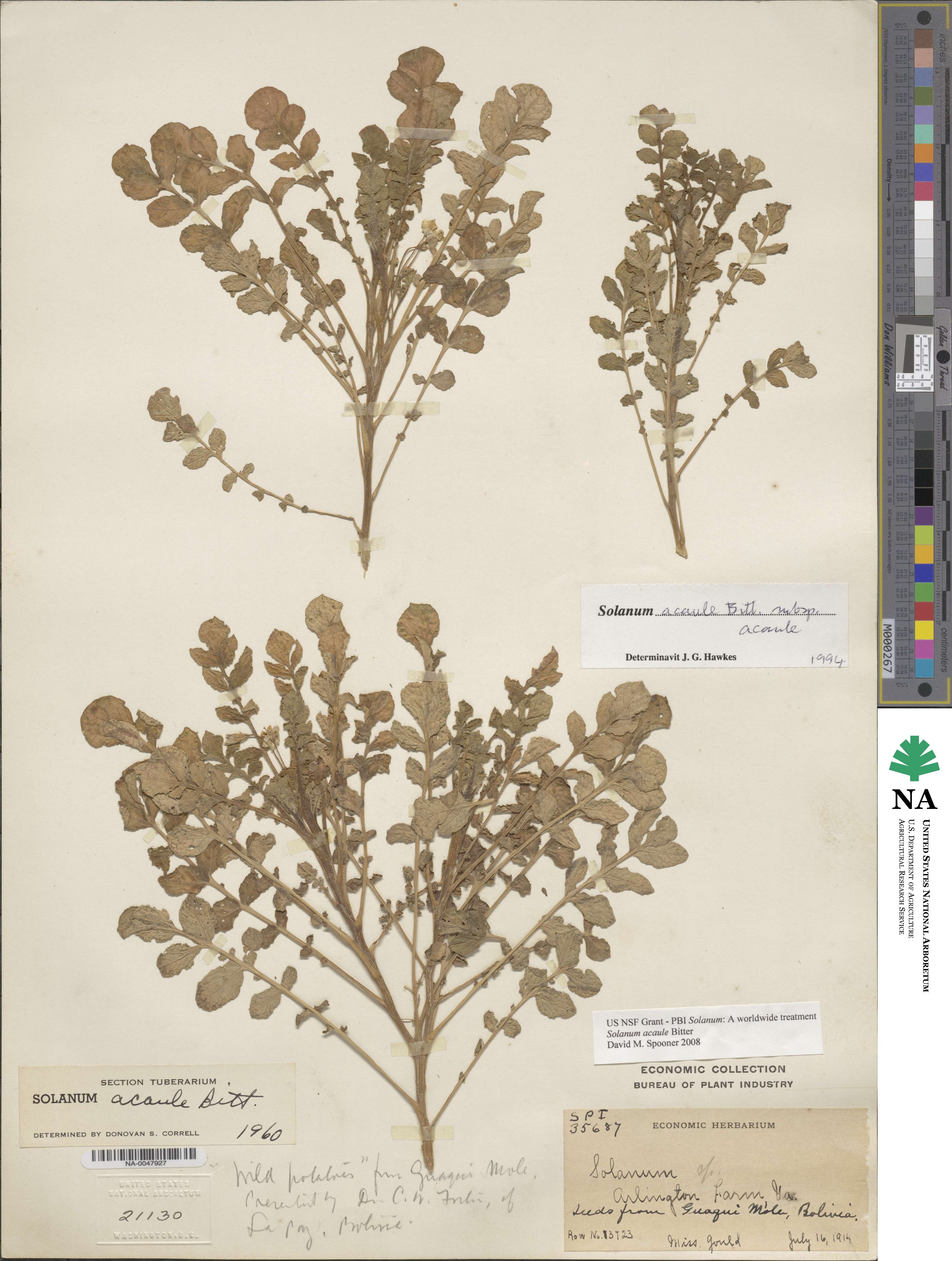 Solanum acaule subsp. acaule image