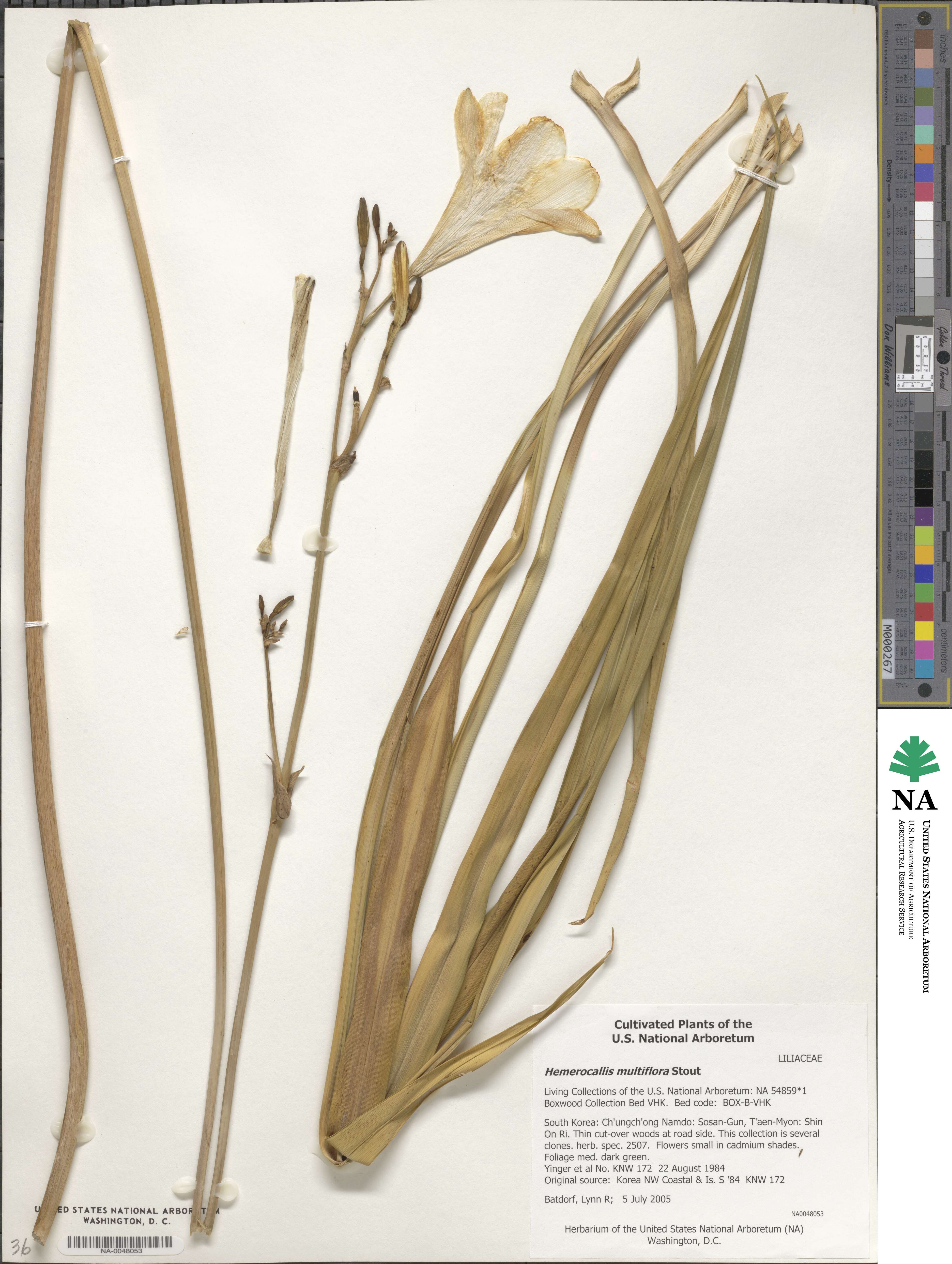 Hemerocallis image