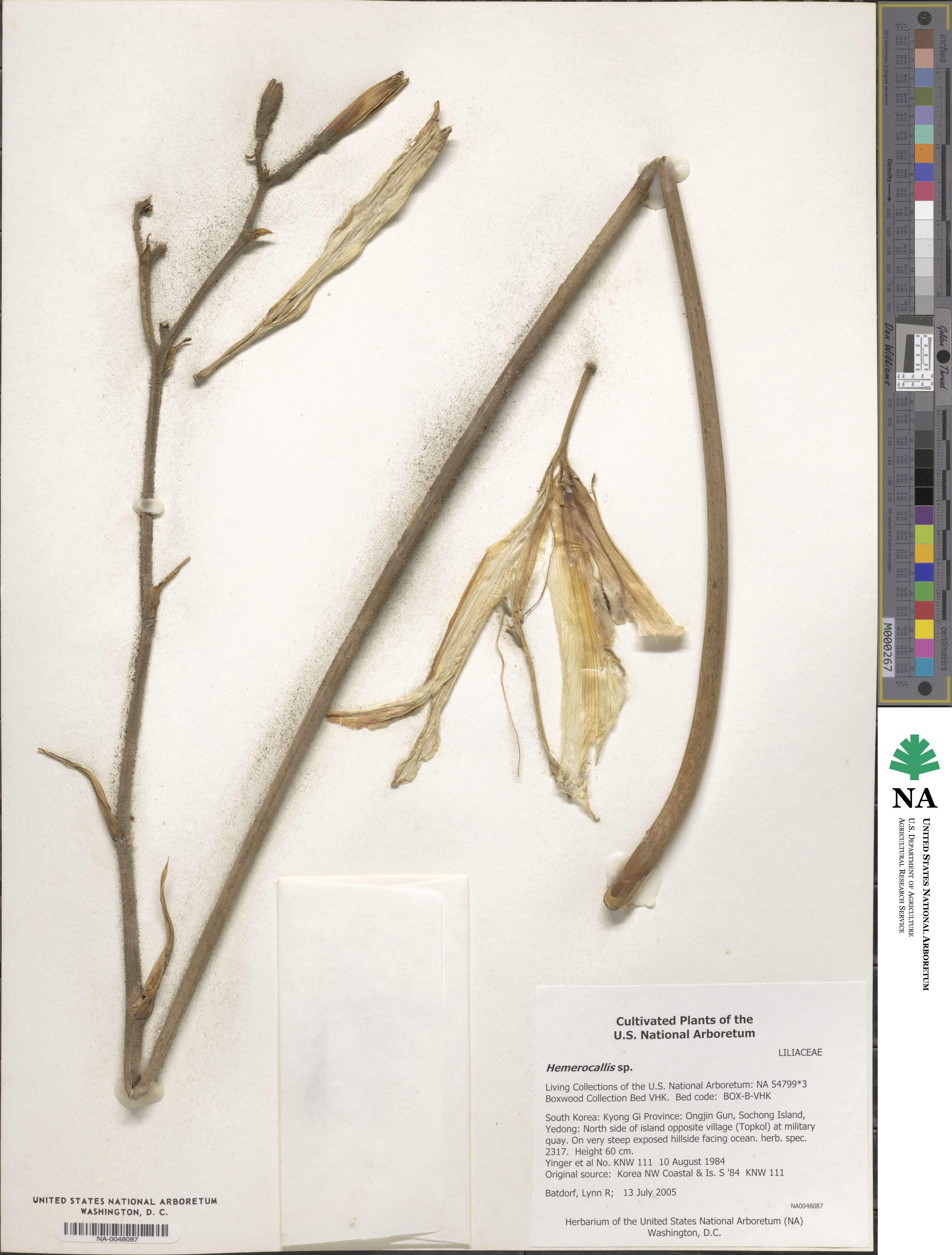 Hemerocallis image