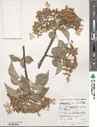 Hydrangea anomala image