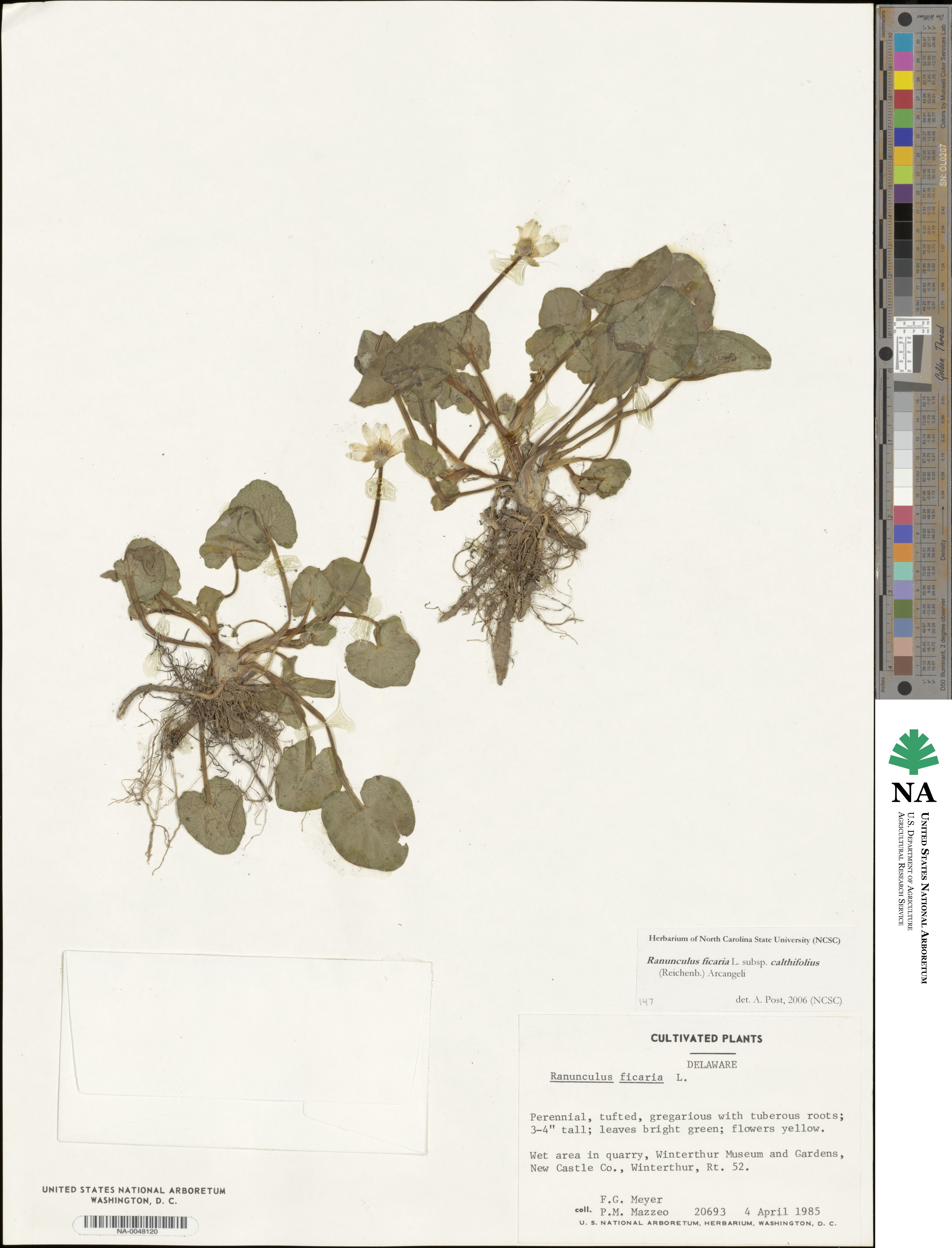 Ficaria calthifolia image