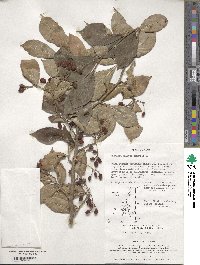 Pourthiaea villosa image