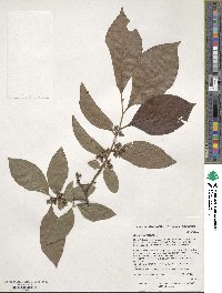 Diospyros lotus image