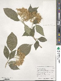 Cornus walteri image
