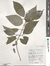 Cornus walteri image