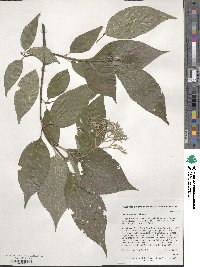 Cornus walteri image
