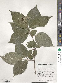 Cornus walteri image