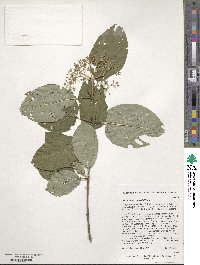 Cornus macrophylla image