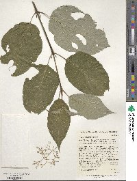 Cornus macrophylla image