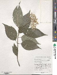 Cornus walteri image