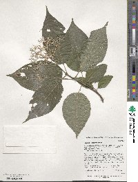 Cornus walteri image