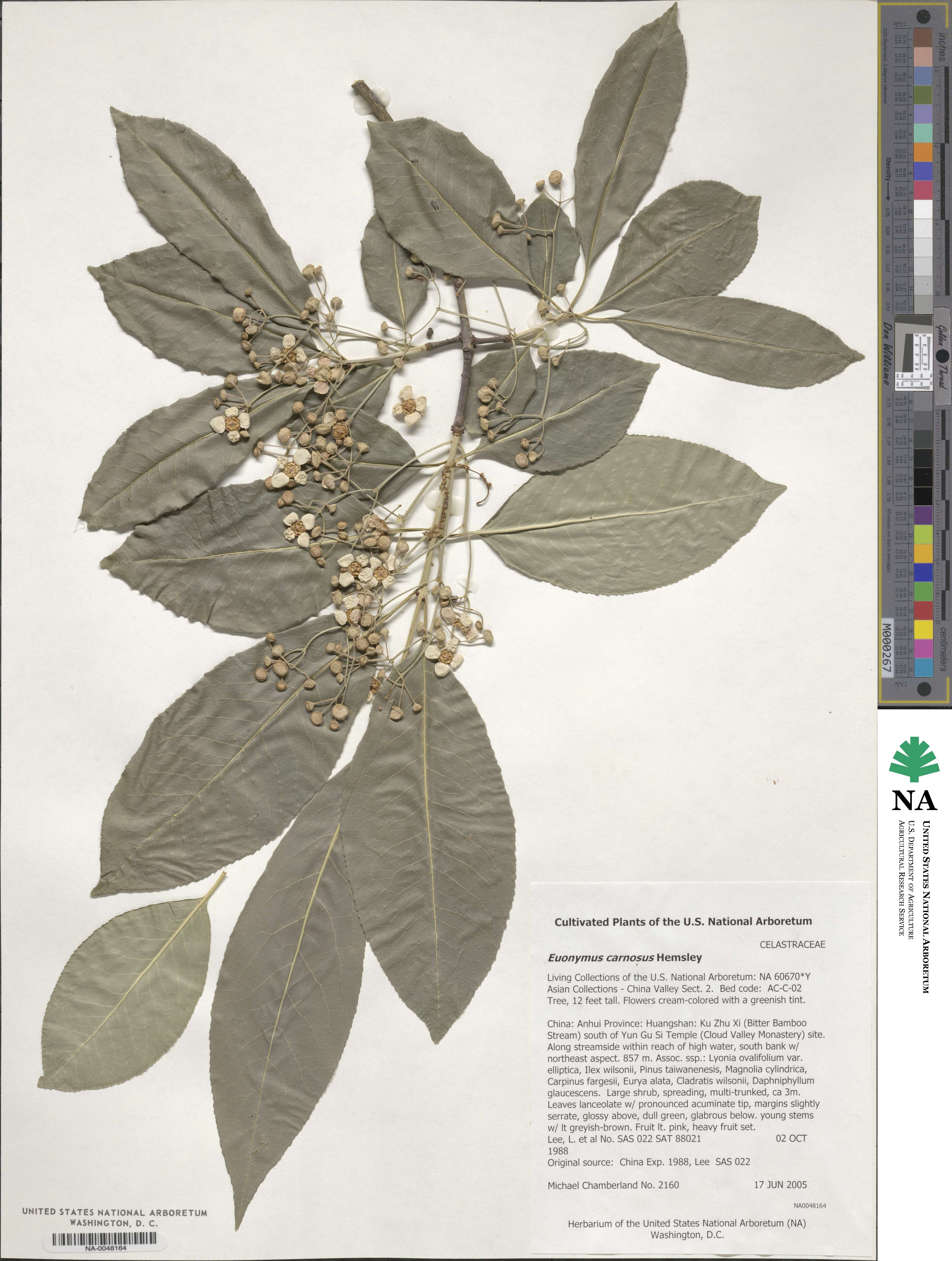 Euonymus carnosus image