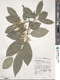 Euonymus carnosus image