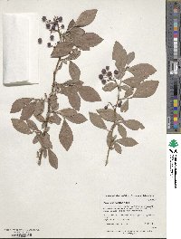 Vaccinium virgatum image